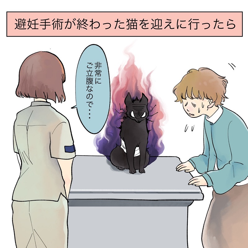 びっくりハプニング 避妊手術が終わった猫を迎えに行ったら 獣医師に 非常にご立腹なので と言われた話 1 2 ページ ねとらぼ