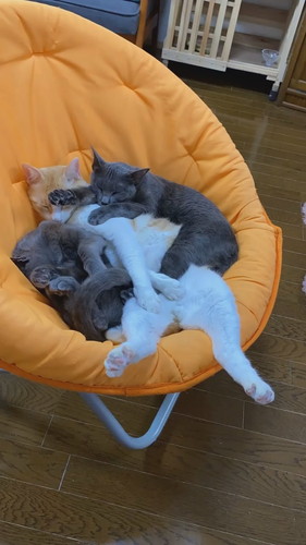 抱き合って眠る猫ちゃんたち  保健所 保護猫 昼寝 すやすや ネコ 癒やし 動画 かわいい 抱き合う猫