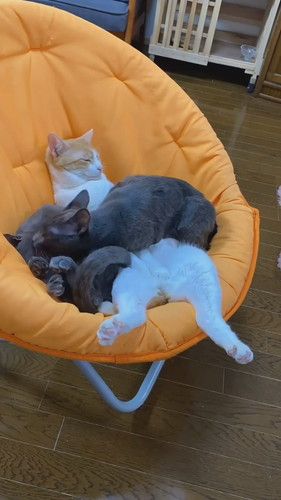 抱き合って眠る猫ちゃんたち  保健所 保護猫 昼寝 すやすや ネコ 癒やし 動画 かわいい 抱き合う猫