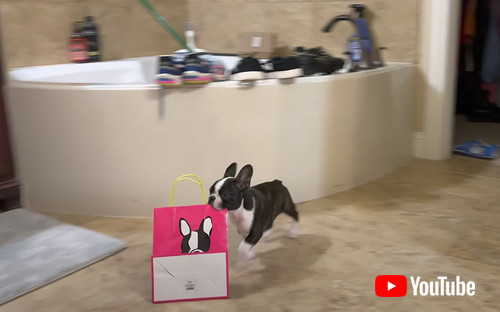 フレンチトンの画像 ワンコ イタズラ かわいい 動画 犬動画 海外 面白