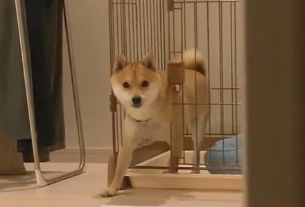 少しすねちゃったまめ助くん 柴犬 かわいい 面白動画 ShibaInu