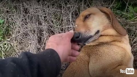 ギリシャの保護犬シェルターのそばで助けを求める野良犬 保護され安心しきった表情に涙 1 2 ページ ねとらぼ