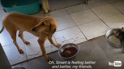 ギリシャの保護犬シェルターのそばで助けを求める野良犬 保護され安心しきった表情に涙 2 2 ページ ねとらぼ