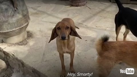 自らシェルターに来た犬 保護犬 ギリシャ ビフォーアフター 感動 ほっこり 動画 わんこ ビフォーアフター
