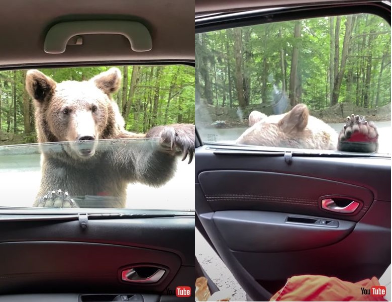 ある日森の中でクマさんに出会ったら…… 車のドアを器用に開けちゃう