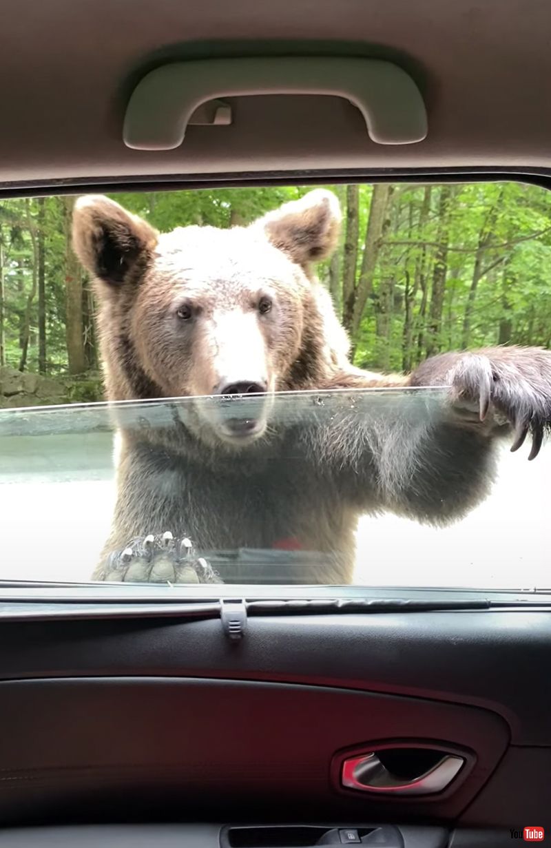 ある日森の中でクマさんに出会ったら…… 車のドアを器用に開けちゃう