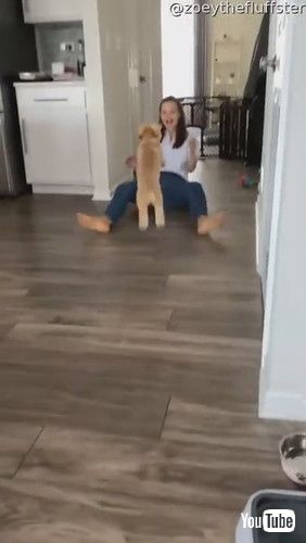 uExcited Pup Missed Their Person || ViralHogv R ĉ 킢    CO ق