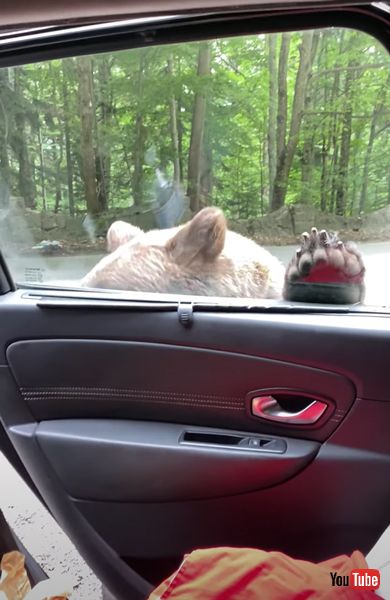 ドアを開けるクマの画像 ルーマニア びっくり映像 面白動画 クマ 動物 海外動画 面白ニュース