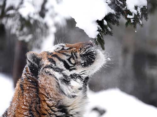 アムールトラ 油断大敵 旭山動物園 雪 顔面 落下 コント