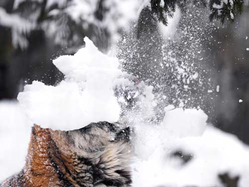 アムールトラ 油断大敵 旭山動物園 雪 顔面 落下 コント