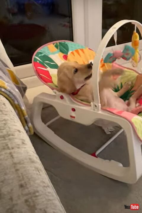 子犬 赤ちゃん ゆりかご おもちゃ 遊ぶ ビックリ リラックス