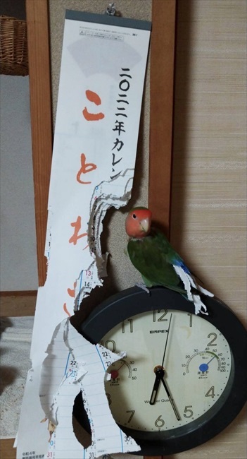 カレンダーを終了させたインコさん コザクラインコ カレンダー 紙 イタズラ かわいい 鳥 面白