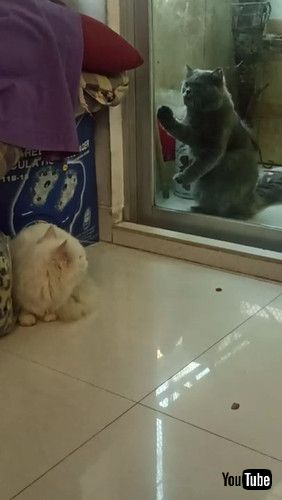 「Cat Wanting Reunion Scratches at Window || ViralHog」