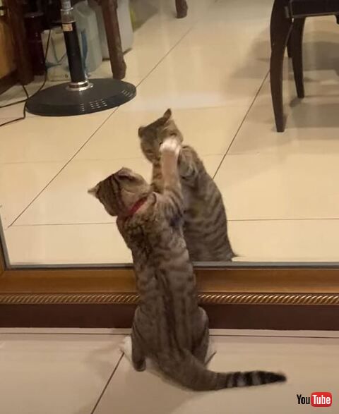 猫 鏡 戦う 自分 台湾