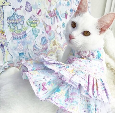 障子 白猫 えこねこ Econeco 保護猫 猫のイタズラ かわいい DIY