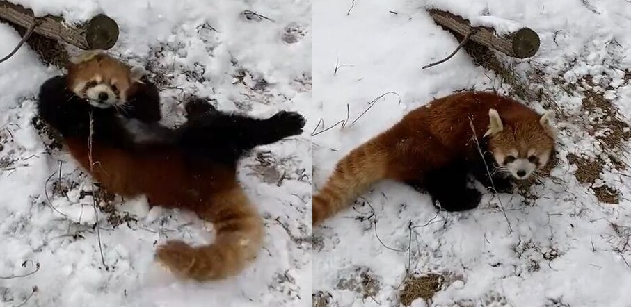 1年ぶりの積雪にレッサーパンダがバンザイダイブ かわいく狂喜乱舞する姿に 時々スッ となるのも最高 ねとらぼ