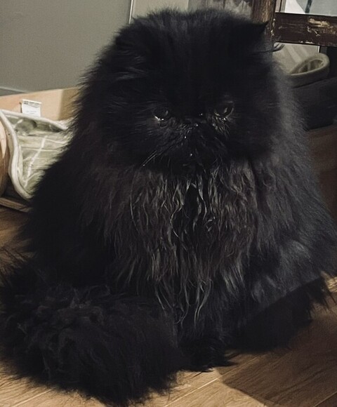 冬毛 エキゾ こちさん 本気 エキゾチックロングヘア 猫 かわいい ビフォーアフター 黒猫