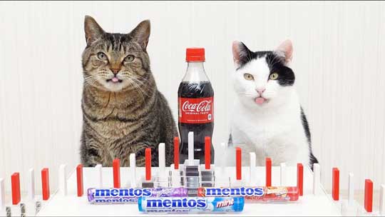 L gXR[ h~m ˂irҏW YouTube Cats and Mentos cola Domino