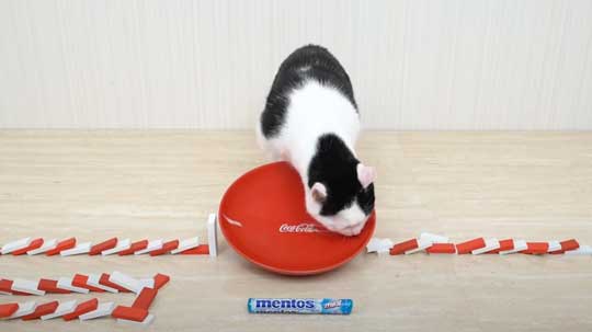 猫 メントスコーラ ドミノ ねこナビ編集部 YouTube Cats and Mentos cola Domino