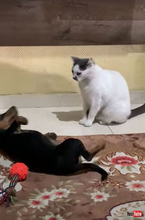 子犬 猫 猫パンチ 倒れる スロー 演技