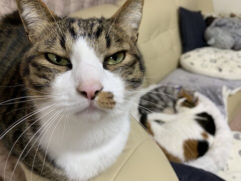 19kg サスケ とげまる サクラ 19キロ 猫布団 かわいい 保護猫