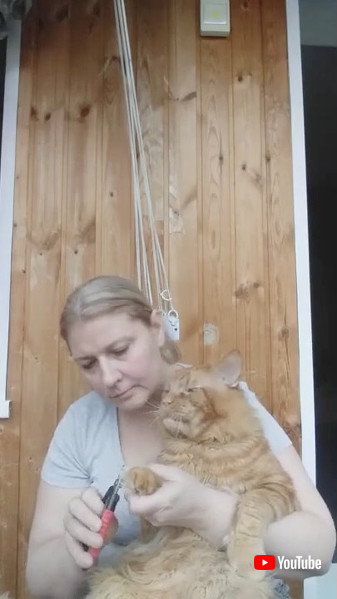 メインクーン 爪切り 猫 動画 不機嫌 表情 かわいい 海外動画 面白動画