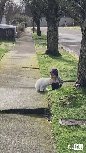 uBoy Has Special Friendship With Neighborhood Cat || ViralHogv