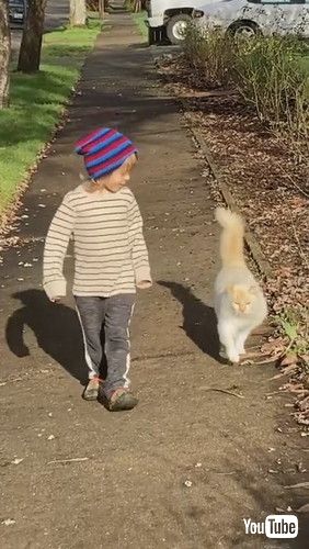 「Boy Has Special Friendship With Neighborhood Cat || ViralHog」