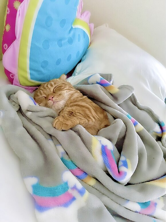 見ろ これが天使だ 可愛すぎて尊い 人間の子どもみたいな猫ちゃんのお昼寝姿に癒やされる人続出 ねとらぼ