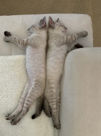 猫 ブーマー ミア 左右対称 兄 妹 ハワイ マウイ