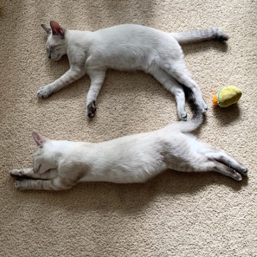猫 ブーマー ミア 左右対称 兄 妹 ハワイ マウイ