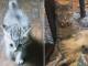 ヨチヨチ歩きの元保護子猫が大きくなって……　ドーンと貫禄たっぷりに成長したビフォーアフターがかわいい