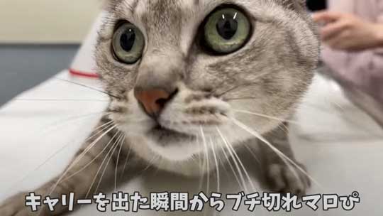 猫 ガチギレ 予防接種 健康診断 シャー 病院