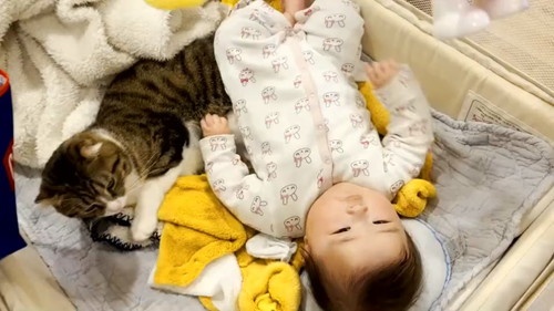 キウイくんを見て赤ちゃん笑顔 猫と赤ちゃん 動画 かわいい 幸せ しがしが 笑顔 ほっこり動画