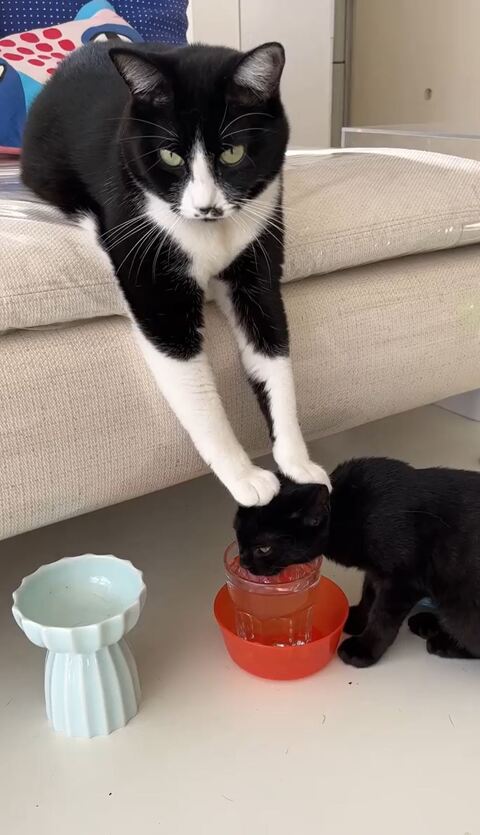 黒猫 保護猫 はなお 水分補給