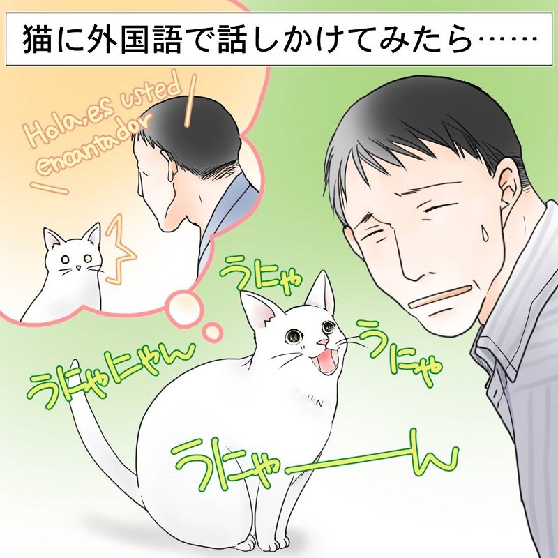 びっくりハプニング 猫に外国語で話しかけたら あんたしゃべれるじゃない と甘えてくるように 1 2 ページ ねとらぼ