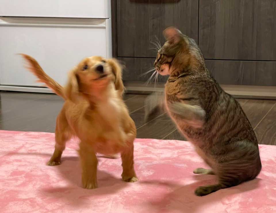 すばやい猫パンチをワンコがギリでかわす決定的瞬間 フッ 遅いぜ 不敵な笑みのような表情に爆笑 ねとらぼ