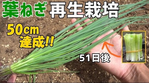 野菜 再生栽培 リボべジ 栽培方法 コツ 葉ねぎ 万能ねぎ のりんご YouTube