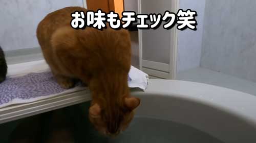 お風呂大好きな猫ちゃん 待ちきれず湯船に 自ら入る姿に猫飼いから 可愛いすぎｗ 羨ましい の声 ねとらぼ