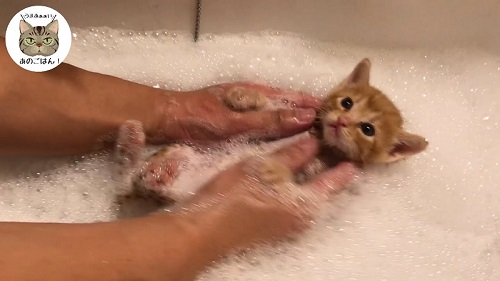 お風呂 大好き 自分から入る 猫 保護猫