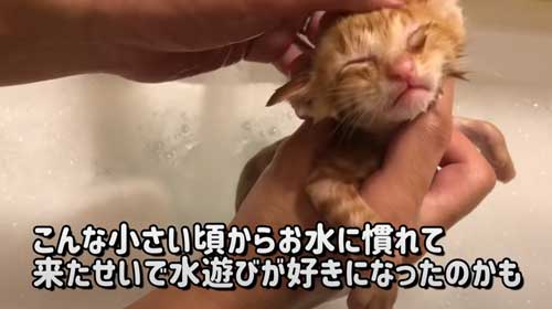 お風呂 大好き 自分から入る 猫 保護猫