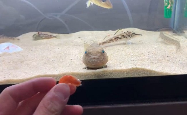 ポニョそっくりな魚 フウセンウオに エサをちらつかせたら 待ってよー とパタパタ追いかける姿に癒やされる ねとらぼ
