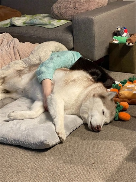 妻の抱き枕にされるハスキー犬