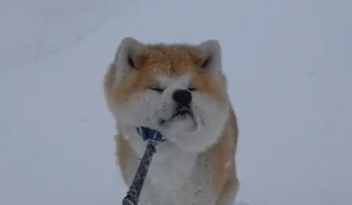 吹雪 まる 秋田犬 散歩 雪 帰宅拒否