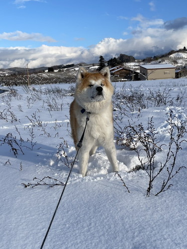 吹雪 まる 秋田犬 散歩 雪 帰宅拒否