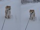 犬「帰らぬ！」　雪が大好きな秋田犬、吹雪の中でも帰宅拒否でふんばる表情が「頑固者」でかわいい