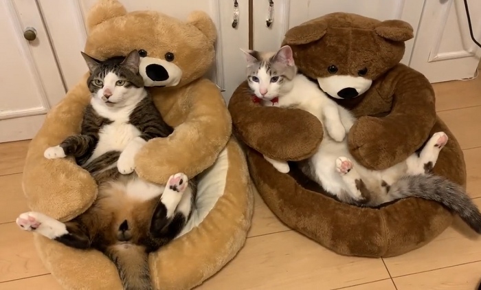 くまねこ様 （シェルター1のモテ男「クマくん」 ただならぬオーラを 