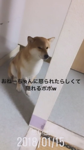 柱の後ろに隠れるポポちゃん 柴犬 動画 かわいい 面白 Shiba