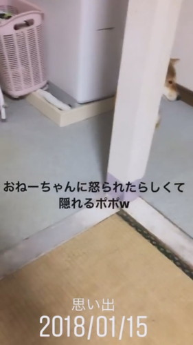 柱の後ろに隠れるポポちゃん 柴犬 動画 かわいい 面白 Shiba