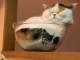 洗い物中に耐熱ボウルを置いたら、猫が……「やっぱりきた」　スライム並みに液状化する3匹のくつろぎっぷりがいとおしい